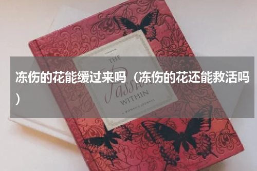 冻伤的花能缓过来吗（冻伤的花还能救活吗）