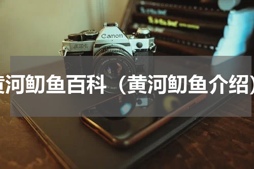 黄河鱽鱼百科（黄河鱽鱼介绍）