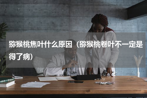 猕猴桃焦叶什么原因（猕猴桃卷叶不一定是得了病）