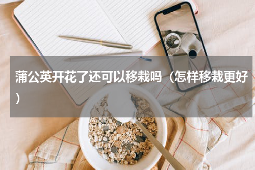 蒲公英开花了还可以移栽吗（怎样移栽更好）