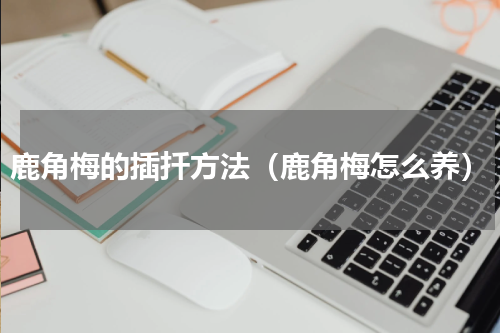 鹿角梅的插扦方法（鹿角梅怎么养）