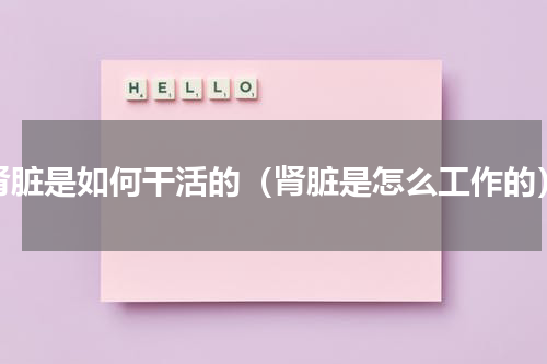 肾脏是如何干活的（肾脏是怎么工作的）