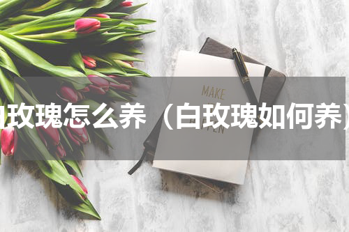 白玫瑰怎么养（白玫瑰如何养）