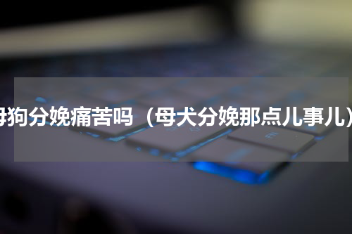母狗分娩痛苦吗（母犬分娩那点儿事儿）
