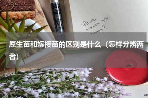 原生苗和嫁接苗的区别是什么（怎样分辨两者）