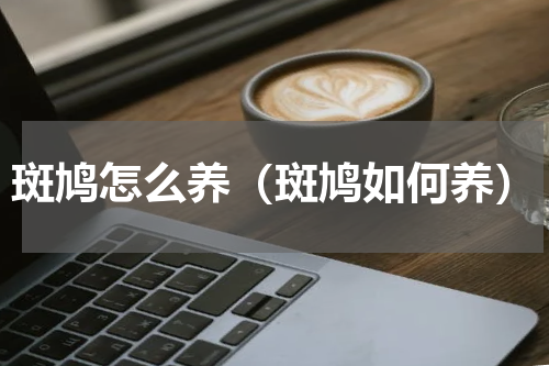 斑鸠怎么养（斑鸠如何养）