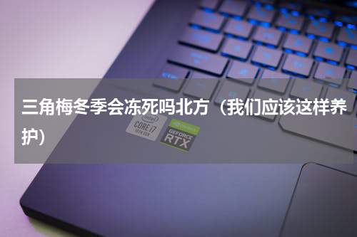 三角梅冬季会冻死吗北方（我们应该这样养护）