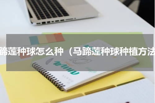 马蹄莲种球怎么种（马蹄莲种球种植方法）