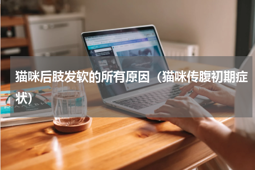 猫咪后肢发软的所有原因（猫咪传腹初期症状）