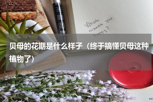 贝母的花期是什么样子（终于搞懂贝母这种植物了）