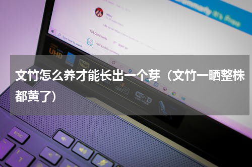文竹怎么养才能长出一个芽（文竹一晒整株都黄了）