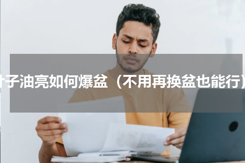 叶子油亮如何爆盆（不用再换盆也能行）
