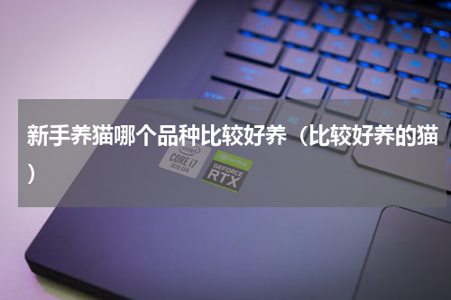 新手养猫哪个品种比较好养（比较好养的猫）