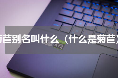 菊苣别名叫什么（什么是菊苣）