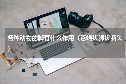 各种动物的脚有什么作用（苍蝇搓脚搓断头）