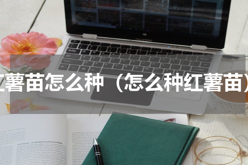 红薯苗怎么种（怎么种红薯苗）