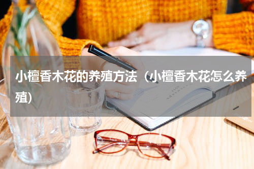 小檀香木花的养殖方法（小檀香木花怎么养殖）
