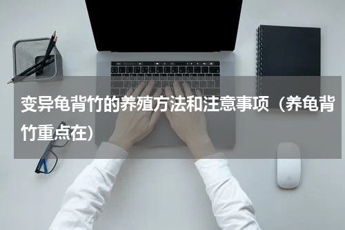 变异龟背竹的养殖方法和注意事项（养龟背竹重点在）