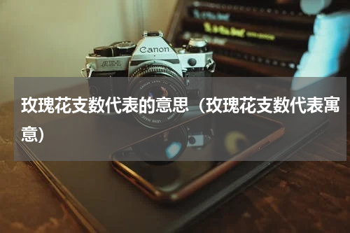 玫瑰花支数代表的意思（玫瑰花支数代表寓意）