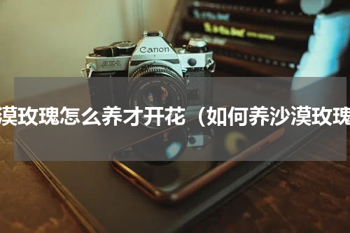 沙漠玫瑰怎么养才开花（如何养沙漠玫瑰）