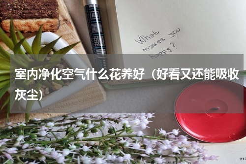 室内净化空气什么花养好（好看又还能吸收灰尘）