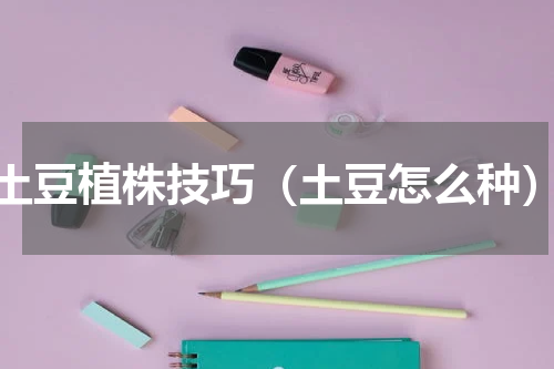 土豆植株技巧（土豆怎么种）