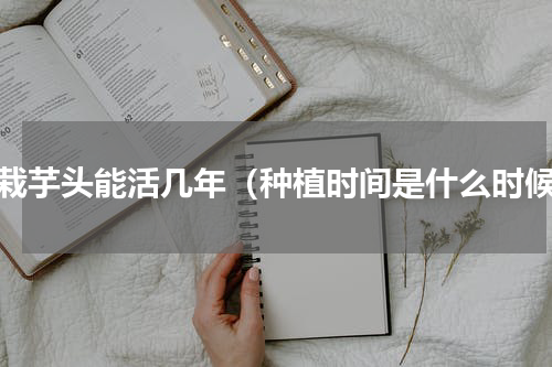 盆栽芋头能活几年（种植时间是什么时候）