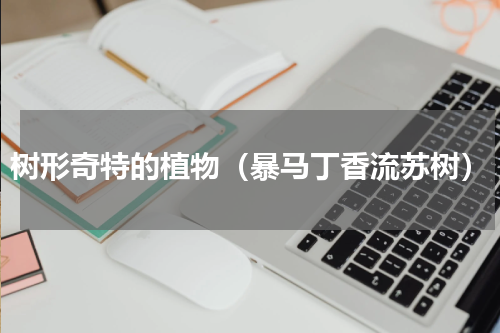 树形奇特的植物（暴马丁香流苏树）