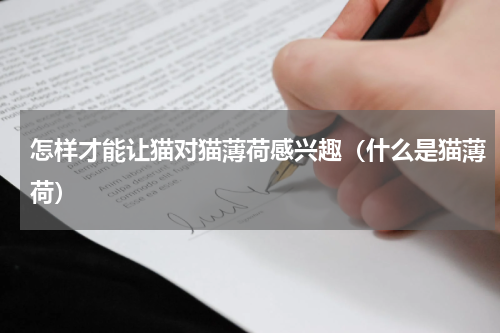 怎样才能让猫对猫薄荷感兴趣（什么是猫薄荷）