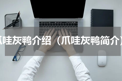 爪哇灰鸭介绍（爪哇灰鸭简介）