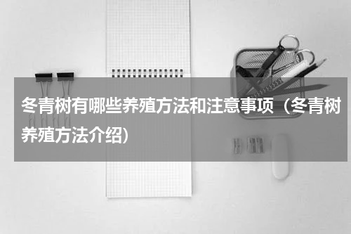 冬青树有哪些养殖方法和注意事项（冬青树养殖方法介绍）