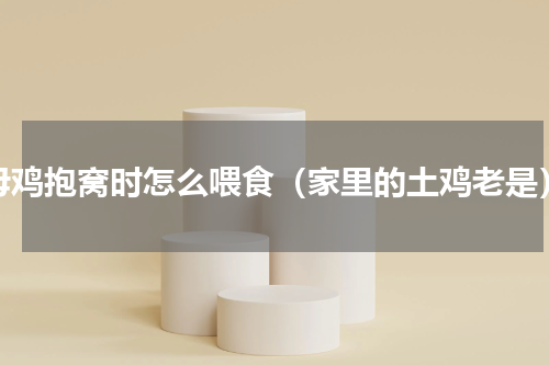 母鸡抱窝时怎么喂食（家里的土鸡老是）