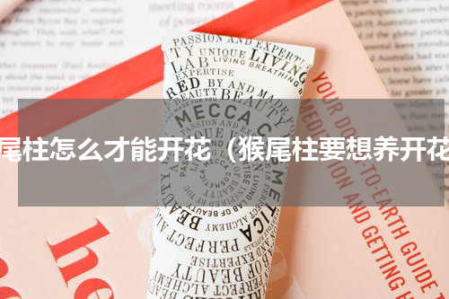 猴尾柱怎么才能开花（猴尾柱要想养开花）