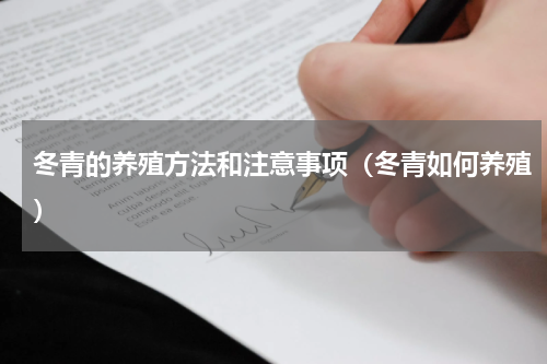 冬青的养殖方法和注意事项（冬青如何养殖）