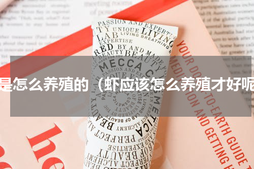 虾是怎么养殖的（虾应该怎么养殖才好呢）