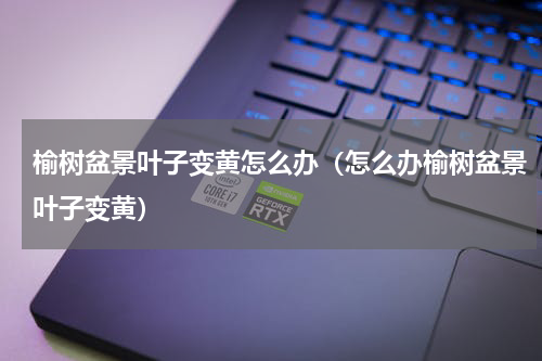 榆树盆景叶子变黄怎么办（怎么办榆树盆景叶子变黄）
