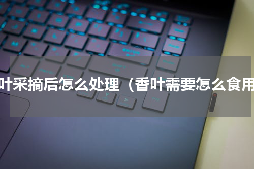 香叶采摘后怎么处理（香叶需要怎么食用）
