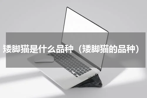 矮脚猫是什么品种（矮脚猫的品种）