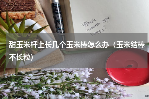 甜玉米杆上长几个玉米棒怎么办（玉米结棒不长粒）