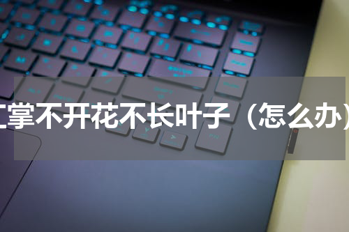 红掌不开花不长叶子（怎么办）