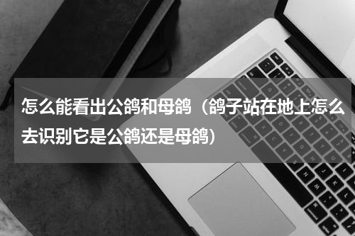 怎么能看出公鸽和母鸽（鸽子站在地上怎么去识别它是公鸽还是母鸽）