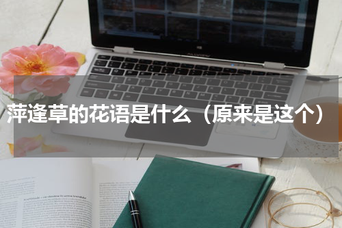 萍逢草的花语是什么（原来是这个）