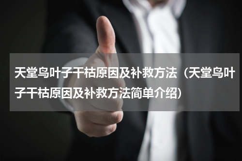 天堂鸟叶子干枯原因及补救方法（天堂鸟叶子干枯原因及补救方法简单介绍）