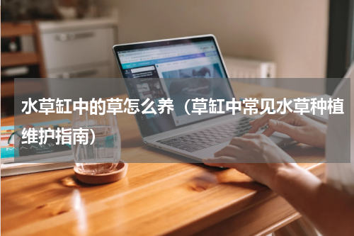 水草缸中的草怎么养（草缸中常见水草种植维护指南）