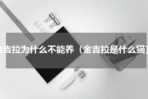 金吉拉为什么不能养（金吉拉是什么猫）
