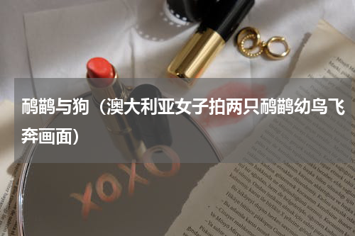 鸸鹋与狗（澳大利亚女子拍两只鸸鹋幼鸟飞奔画面）