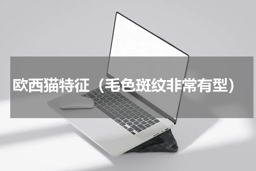 欧西猫特征（毛色斑纹非常有型）