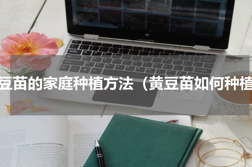 黄豆苗的家庭种植方法（黄豆苗如何种植）