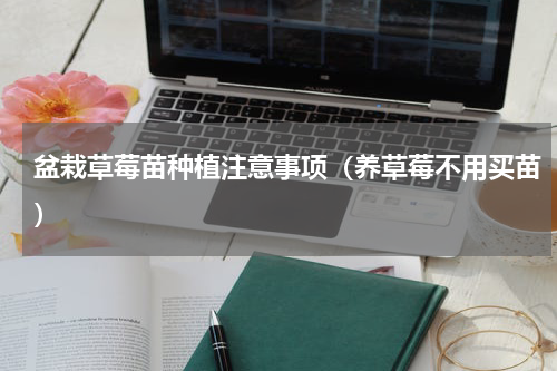 盆栽草莓苗种植注意事项（养草莓不用买苗）
