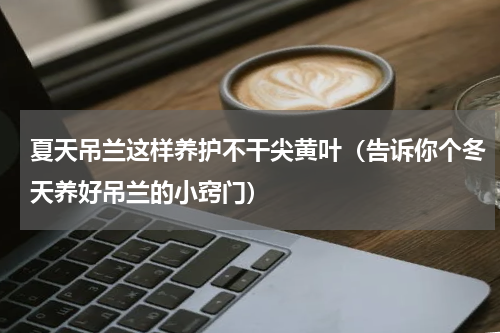 夏天吊兰这样养护不干尖黄叶（告诉你个冬天养好吊兰的小窍门）